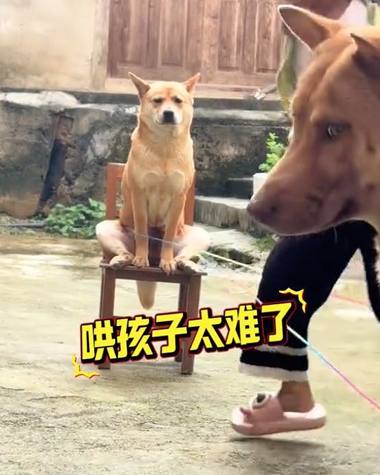 暑假最期待开学的狗出现了……狗子：什么时候才开学啊？ - 5