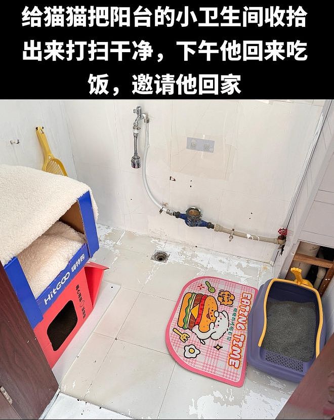 送养出去第二天，小猫自己跑回来了…结局看得人想哭！ - 11