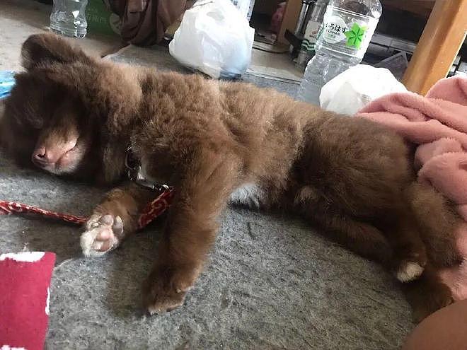 网友遛狗时总被人投诉养了头小熊……点进去一看，这还真不能怪人家啊！ - 3