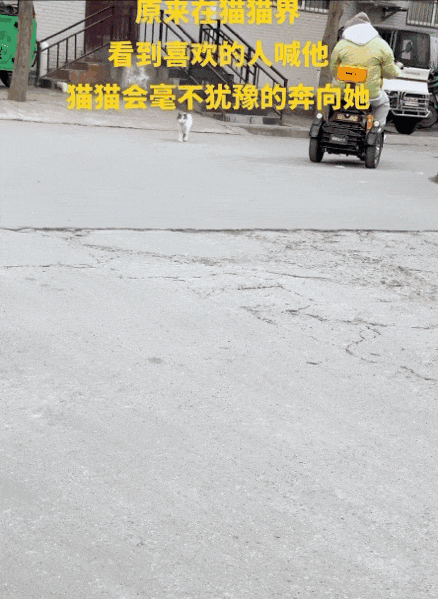 送养出去第二天，小猫自己跑回来了…结局看得人想哭！ - 5