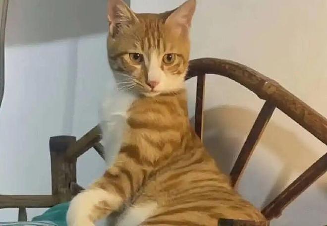 猫和老公一起看电视时同步回头，主人瞬间发现了真相：原来它们真的会偷偷拜师学艺… - 14