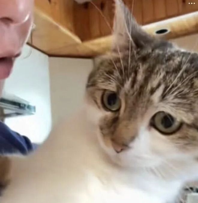 妹子因为焦虑领养了一只小猫， 没想到猫看起来比她还焦虑……网友：它把你所有焦虑都吸自己身上了！ - 3