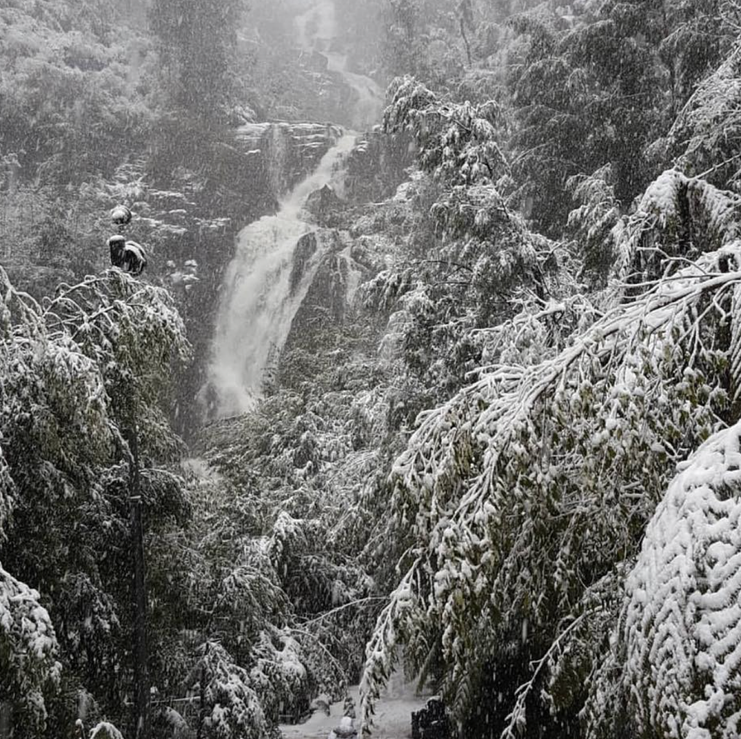 一觉醒来,墨尔本下雪了!冻哭了,也美哭了...(组图) - 8