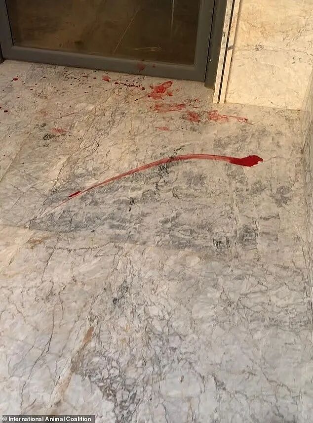 为办世界杯屠杀数百万流浪狗？摩洛哥街头血腥场面引全球声讨（组图） - 4