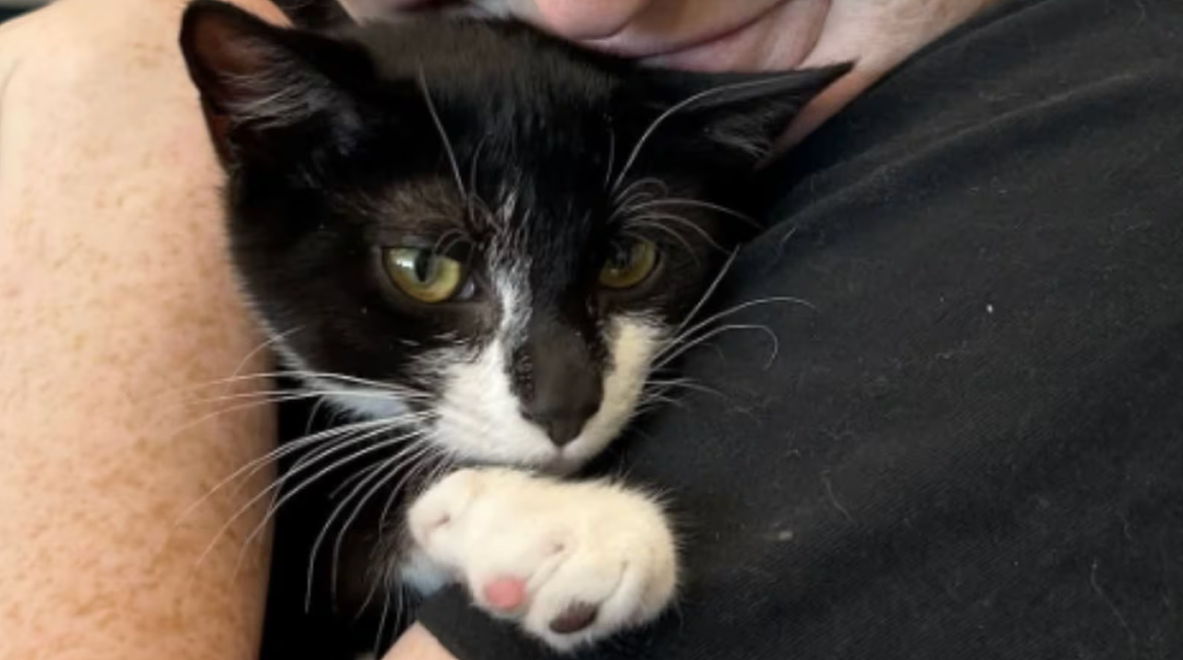 男子偷了只猫，然后抱着猫去抢银行？猫猫：被迫开启犯罪生涯 - 1