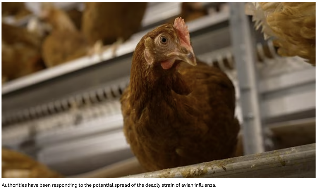澳媒紧急警告！H5N1杀到澳洲第二州！专家喊话：别抢鸡蛋（组图） - 6