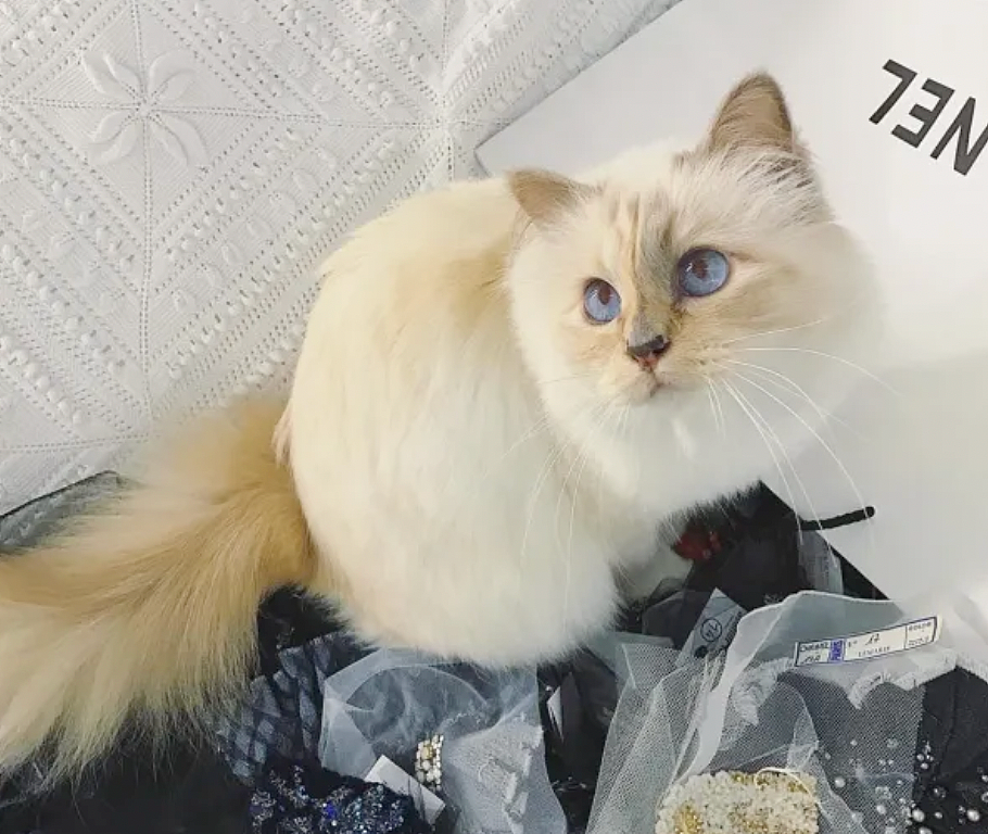 世界最富有猫被“吃绝户”?落魄千金只能打工赚猫粮? - 12