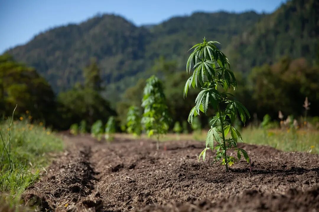 大麻贩子兴奋和整堆大麻合影，最后因合照入狱，警方：都不用费心找证据了（组图） - 2