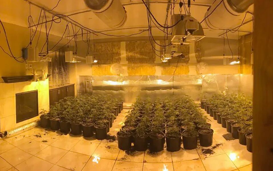 大麻贩子兴奋和整堆大麻合影，最后因合照入狱，警方：都不用费心找证据了（组图） - 6