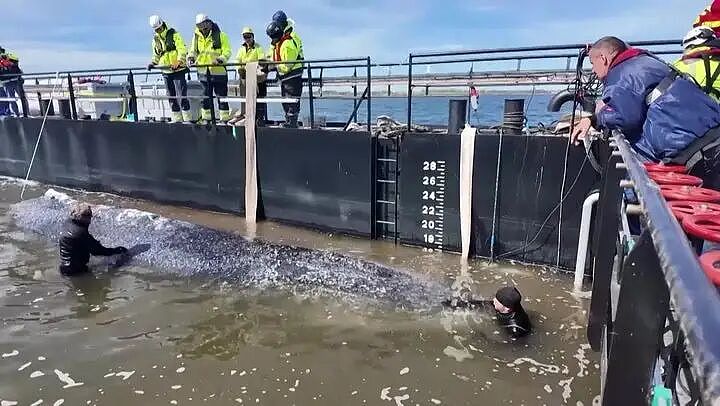 搁浅、绝望、等死...直到两个心软的富豪出现，这条鲸鱼让全网泪目了（组图） - 10