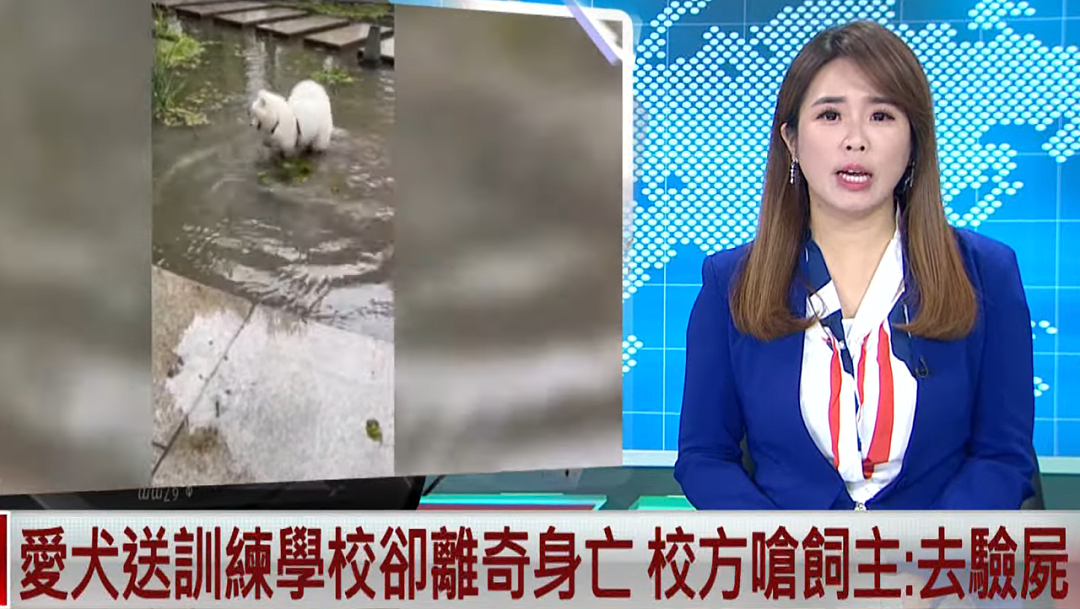 狗狗因吃饭太快突然去世!初期症状没引起警惕,主人:小心这种病! - 12