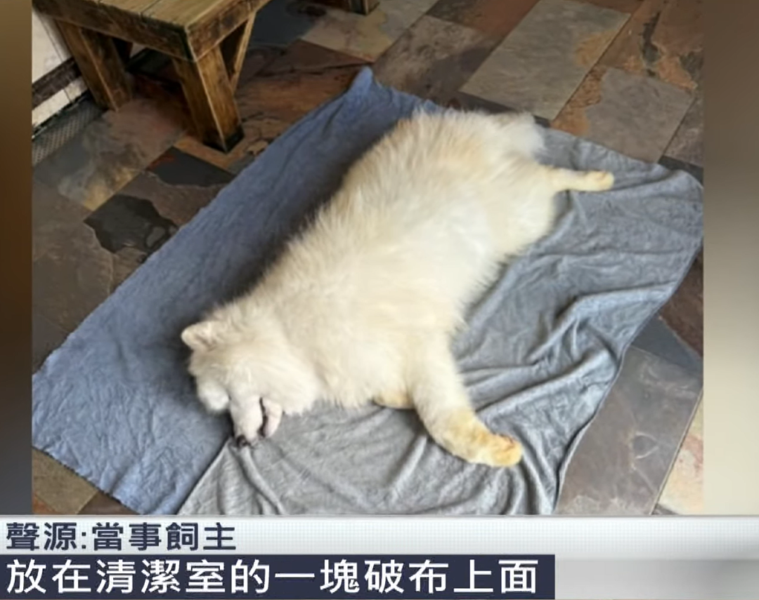 狗狗因吃饭太快突然去世!初期症状没引起警惕,主人:小心这种病! - 15