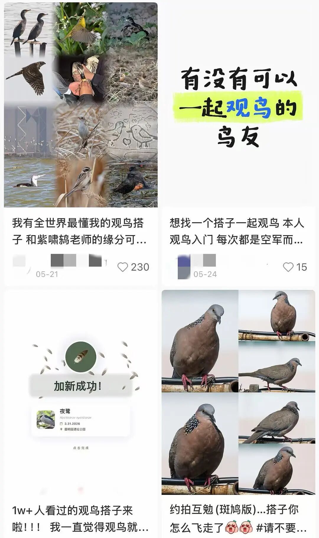 在工位上偷偷“赛博观鸟”,中国打工人享受“提前退休”(组图) - 2