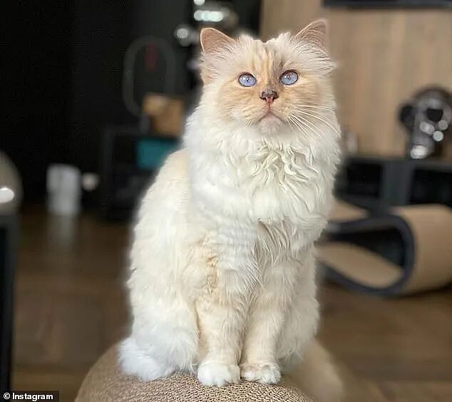 世界最富有猫咪破产？！从住豪宅变挤小公寓，150万美元遗产全部没了？（组图） - 2