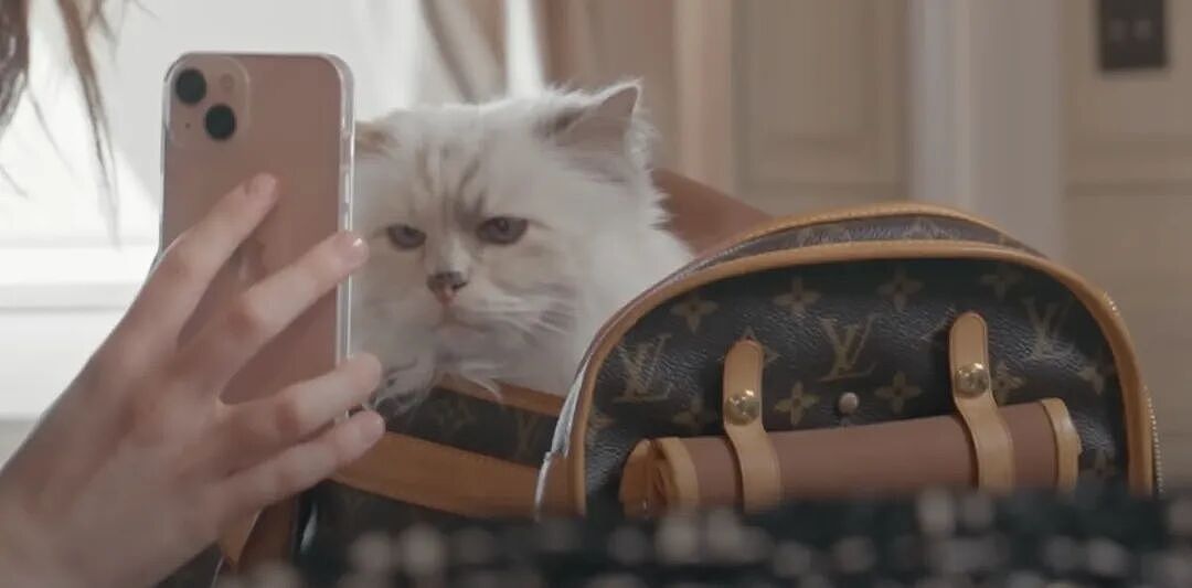 世界首富猫为何破产?老佛爷给它留了150万刀遗产,如今蜗居公寓落差太大!(组图) - 11