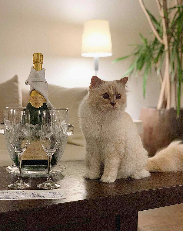 世界最富有猫被“吃绝户”?落魄千金只能打工赚猫粮? - 4