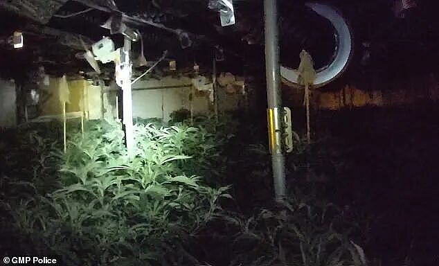 大麻贩子兴奋和整堆大麻合影，最后因合照入狱，警方：都不用费心找证据了（组图） - 3
