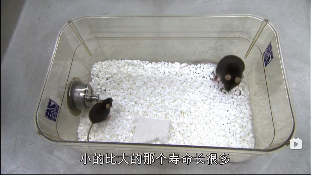哈佛医学教授：不要让身体太舒服，饥饿才能触发长寿因子（组图） - 14