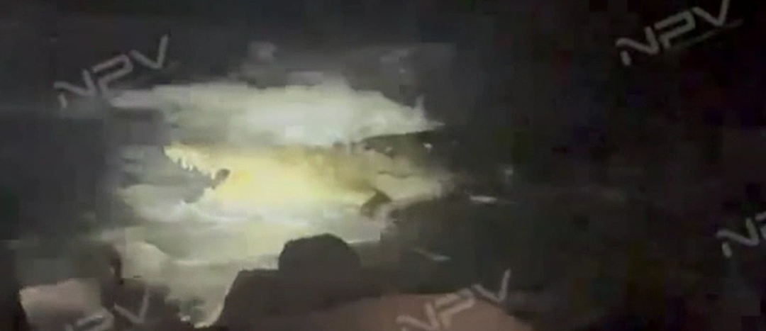 恐怖！旅游胜地海滩巨型鳄鱼杀人，男子被活活咬死，拖进水底！ - 2