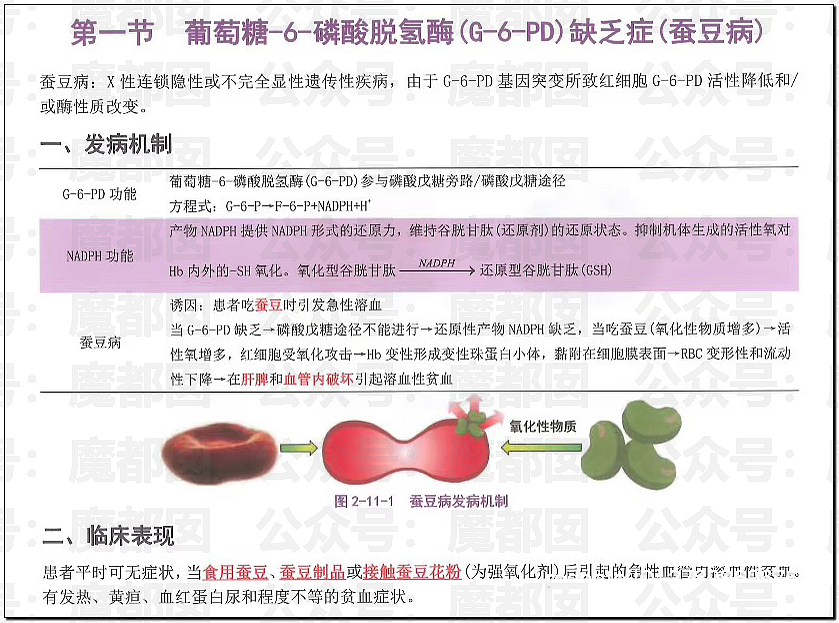 震撼！竟然不是所有人都能吃蚕豆！可能严重到溶血死亡（组图） - 9