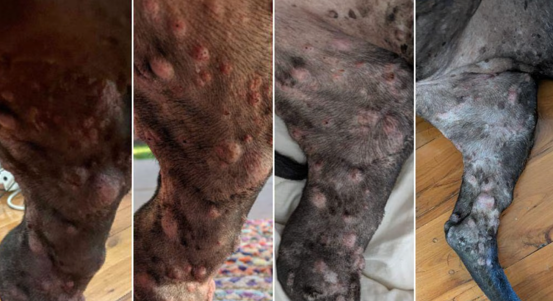 澳洲IT男用ChatGPT救活爱犬:自学设计癌症疫苗,肿瘤竟缩小75%(组图) - 8