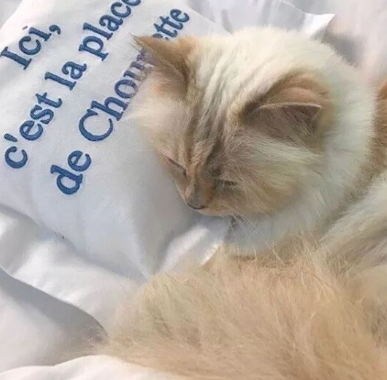世界最富有猫被“吃绝户”?落魄千金只能打工赚猫粮? - 29