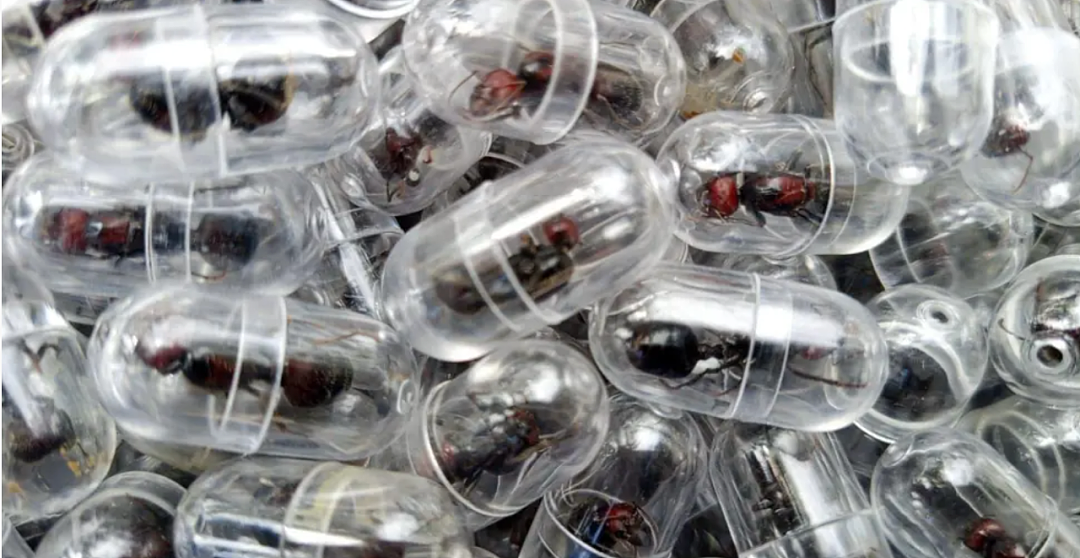 一只蚂蚁卖220美元,走私一波就是5000只蚁后!野生动物黑市,悄悄换了赛道(组图) - 5