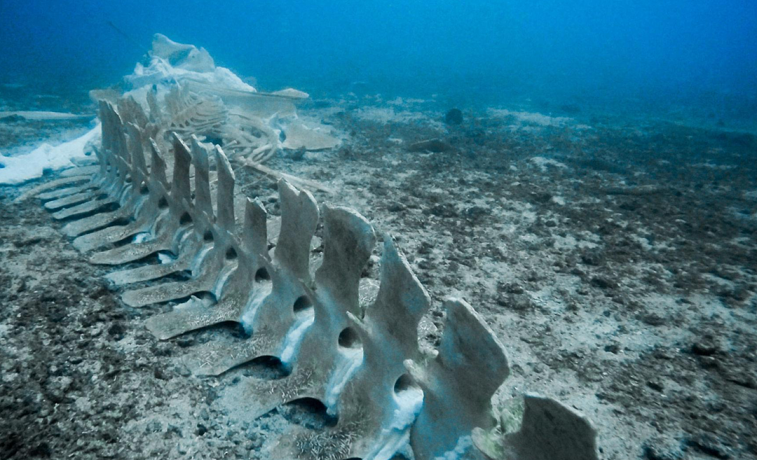 中国科学家在印度洋深海发现巨大鲸鱼墓地!最深达7000米并跨越数百万年时间尺度(组图) - 4