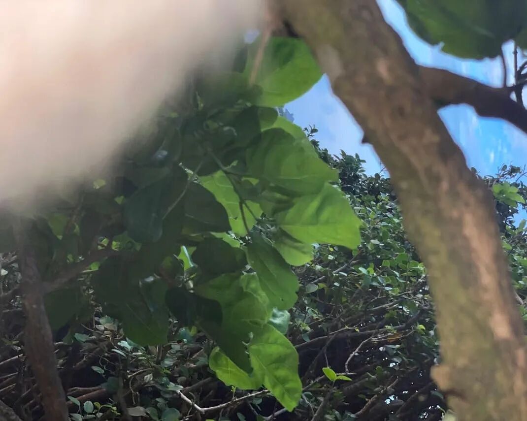 小哥在巴厘岛被猴抢走手机，找回来一看笑喷：这猴还会自拍啊！ - 7