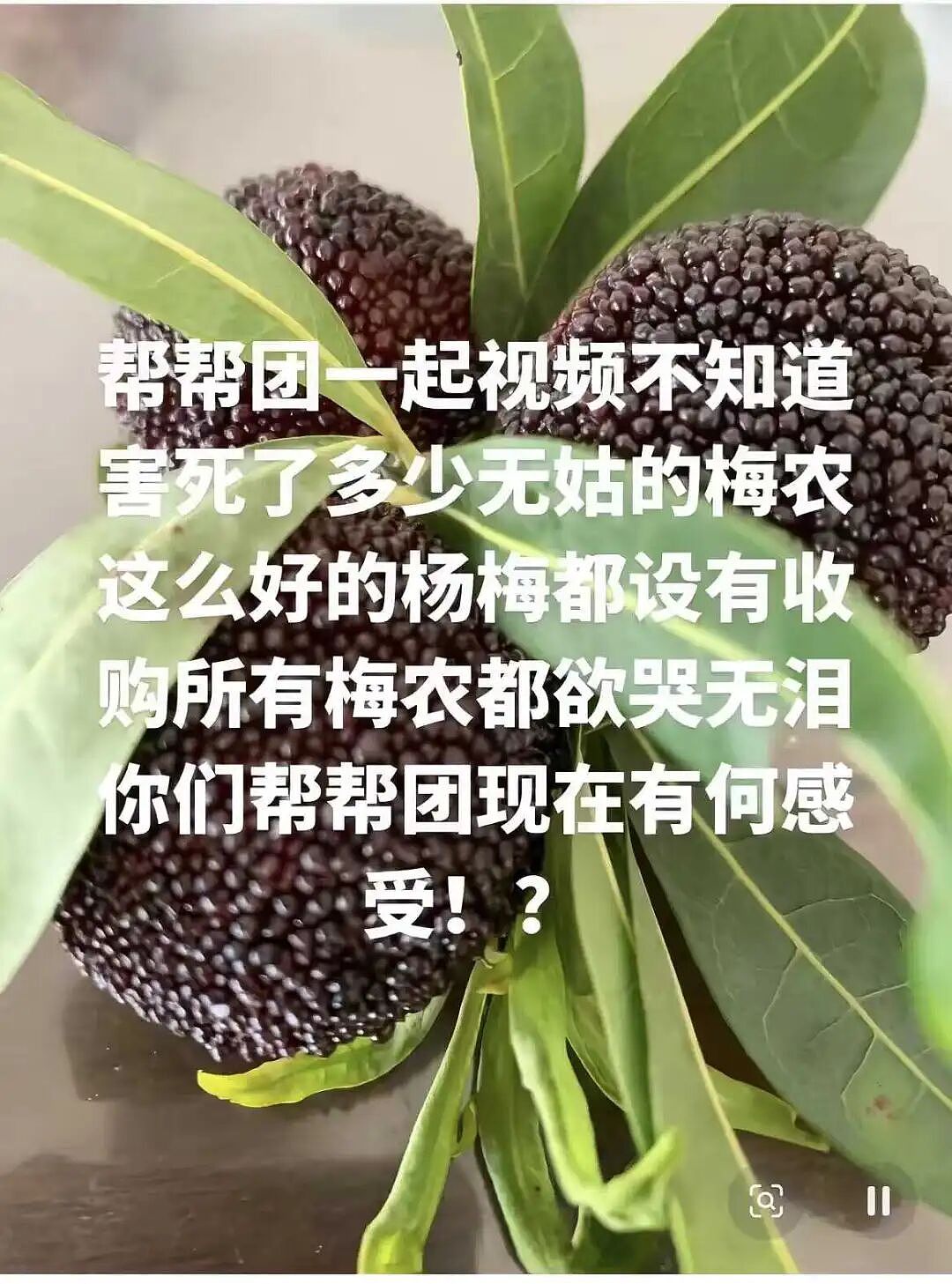 人人喊打的“泡药杨梅”，被自己人坑惨了（组图） - 16