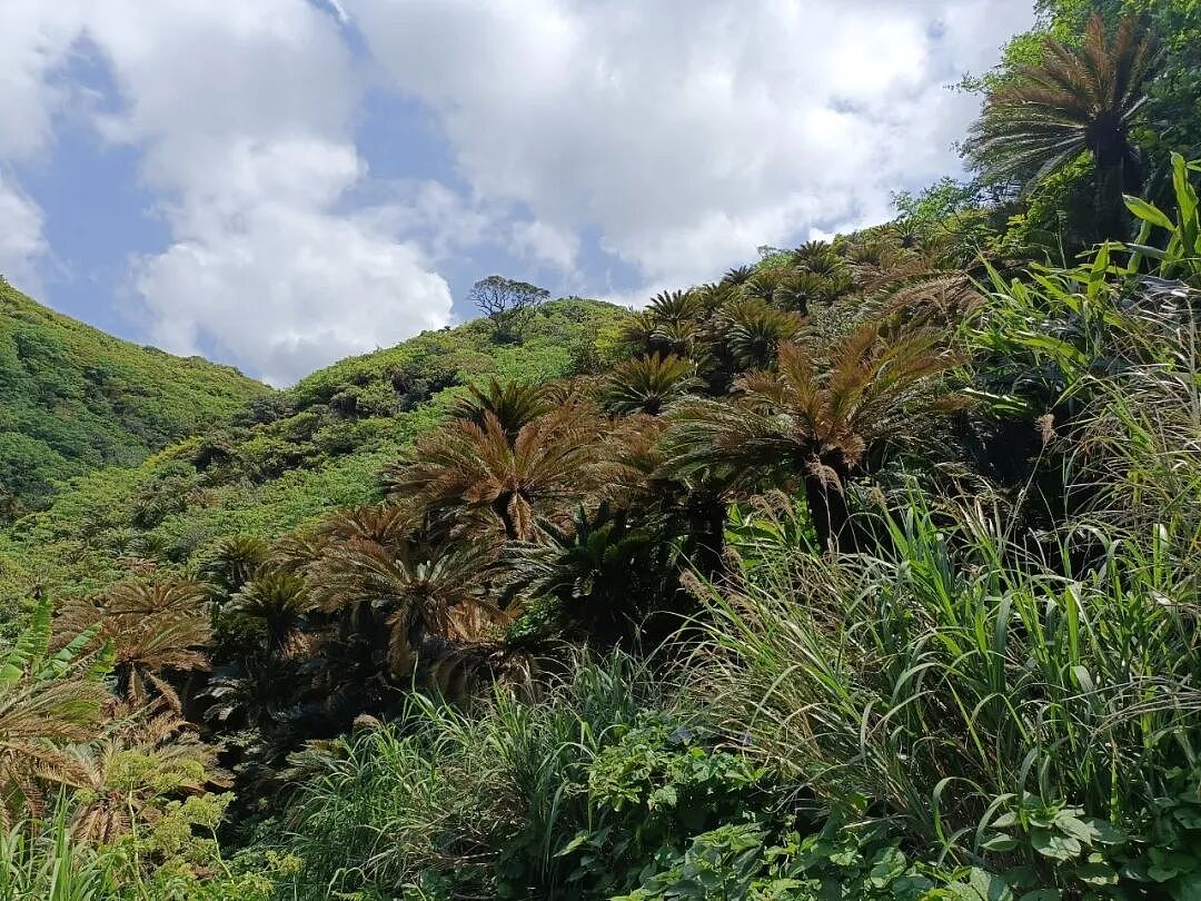 这种有毒植物曾是全岛人的主粮,却背上了“地狱”的骂名 - 4