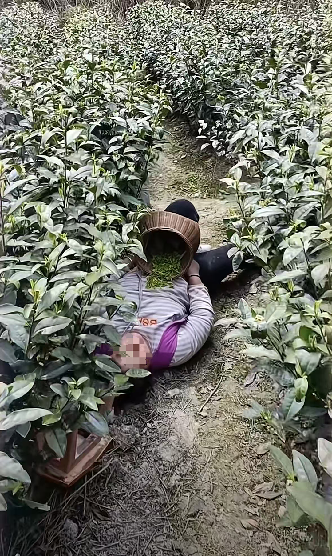 “浙江采茶女”最窒息一幕冲上热搜:天价茶叶和她们形成鲜明对比 - 4