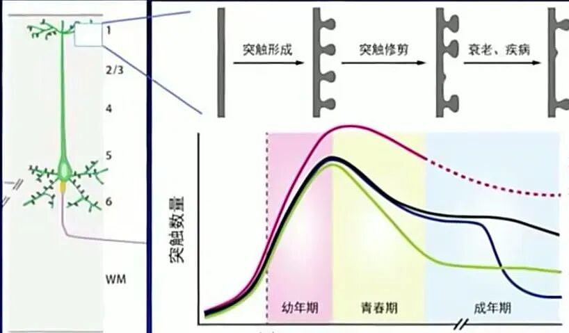 剑桥研究揭示大脑四次重启：9岁前鸡娃是白费力气（组图） - 8