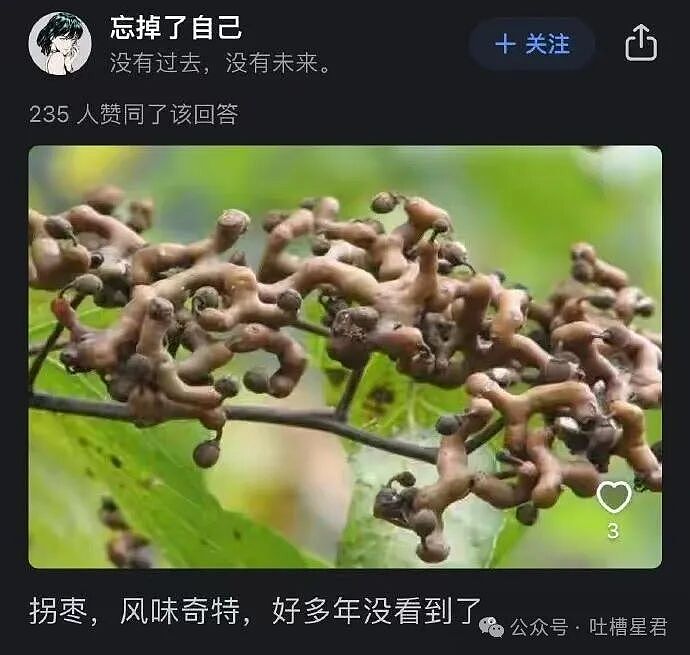 “有哪些以前很火现在被淘汰的水果...?” 这些才是真正的意难平(组图) - 11