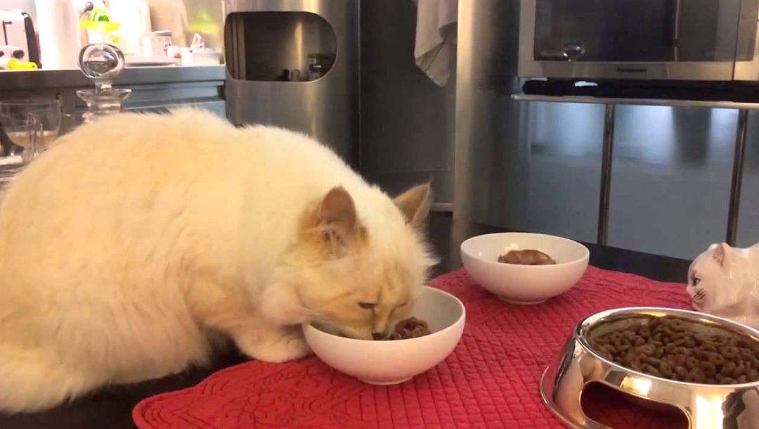 世界最富有猫被“吃绝户”?落魄千金只能打工赚猫粮? - 21