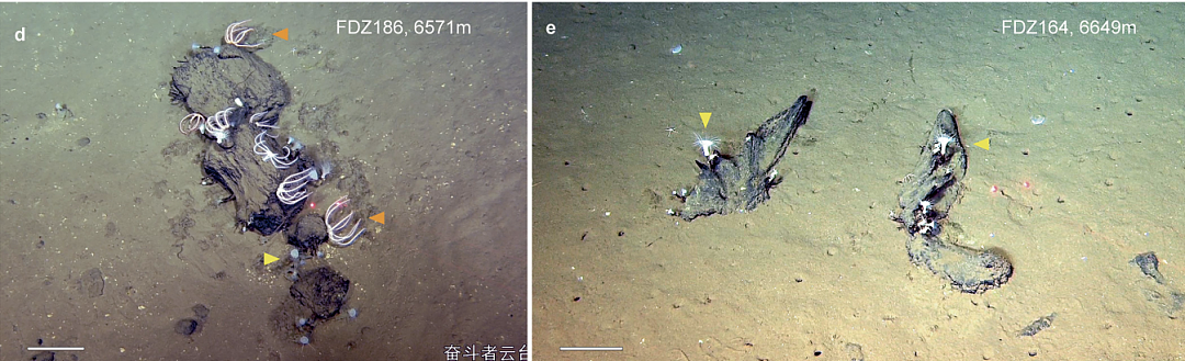 中国团队发现海底“神迹”?530万年历史最深最大鲸鱼墓地,1千万头鲸落滋养万物生长! - 16
