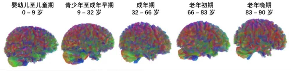 剑桥研究揭示大脑四次重启：9岁前鸡娃是白费力气（组图） - 5
