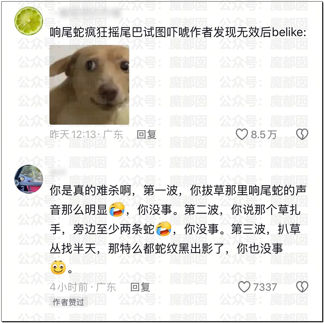 全网骇然！女生被AI带入剧毒蛇窝！遍地响尾蛇险些命丧当场（组图） - 59