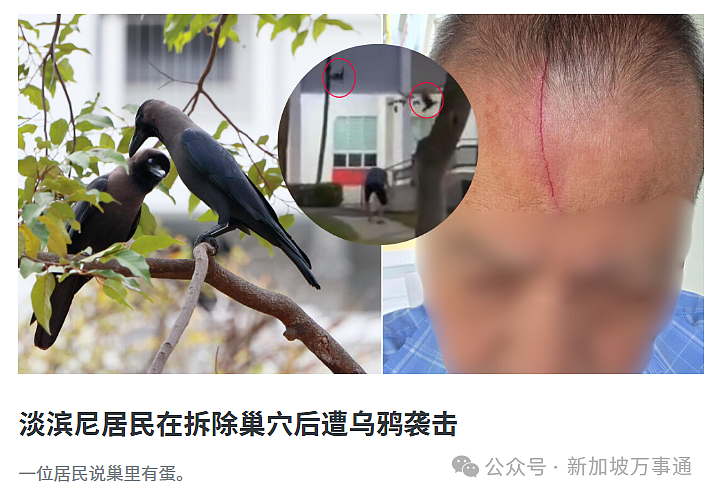 新加坡“黑帮”惨遭围剿!全岛9区紧急射杀,1天击毙16名成员(组图) - 2