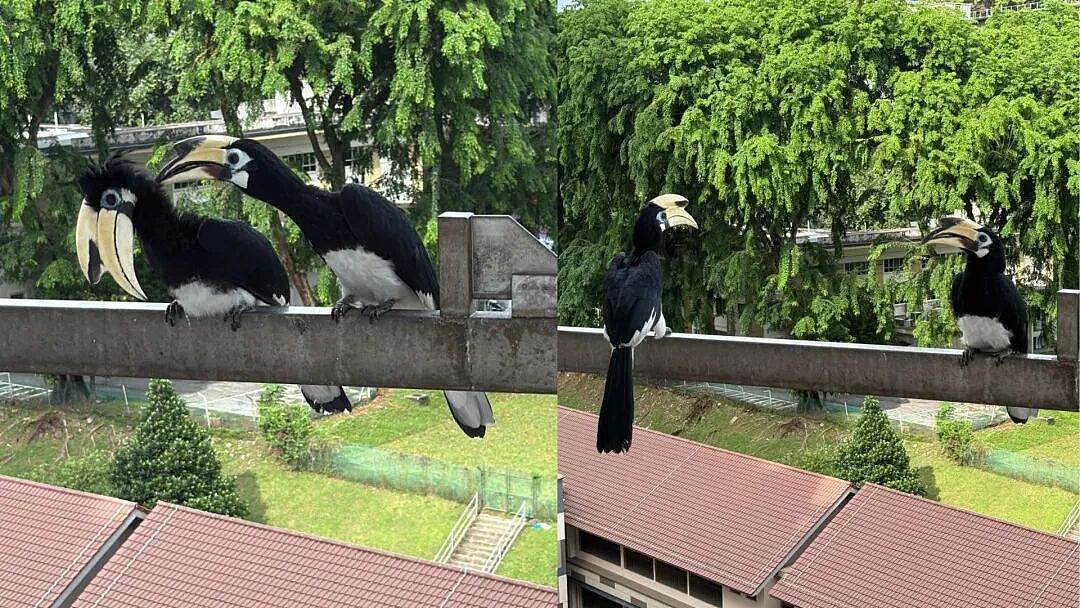 抢食、闯店、围堵路人... 新加坡这群“黑帮团伙”为何能如此猖狂?(组图) - 26