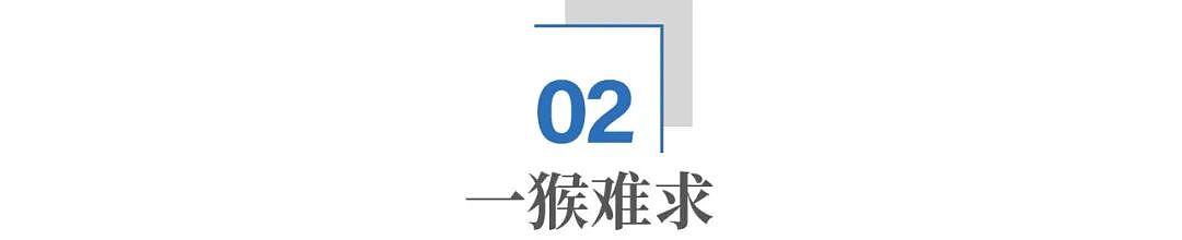 一只20万还抢不到:猴子,为何成了国家战略资源? - 6