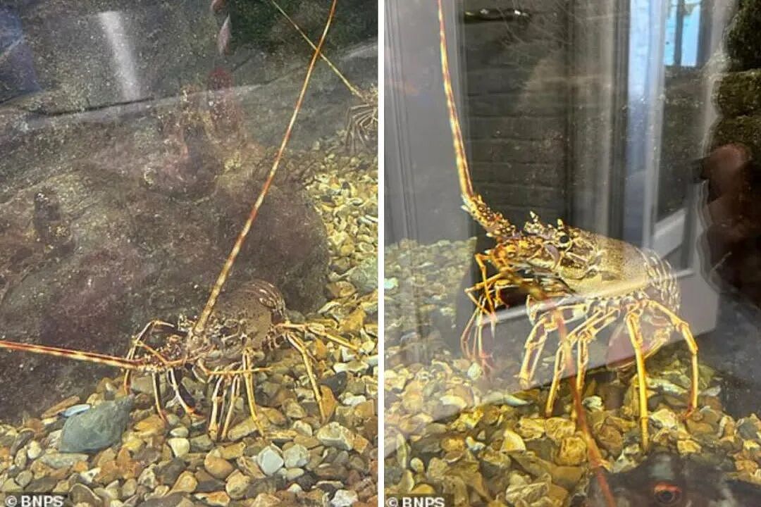 离大谱！大妈冲进餐厅强行放生龙虾，结果人家是宠物，直接被她救死了...（组图） - 7