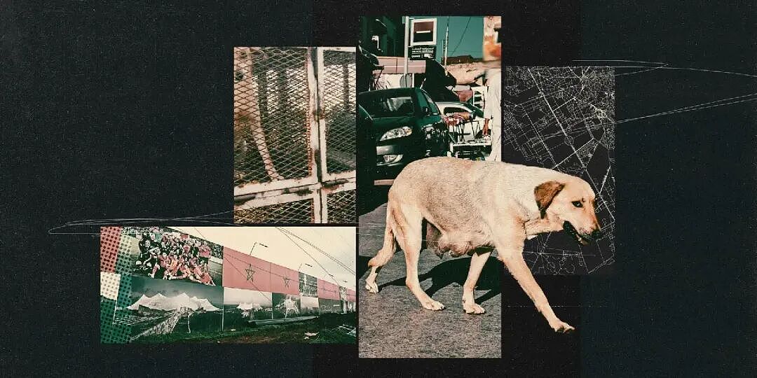 为办世界杯,摩洛哥对流浪狗展开疯狂捕杀,连路人都无辜受伤(组图) - 4