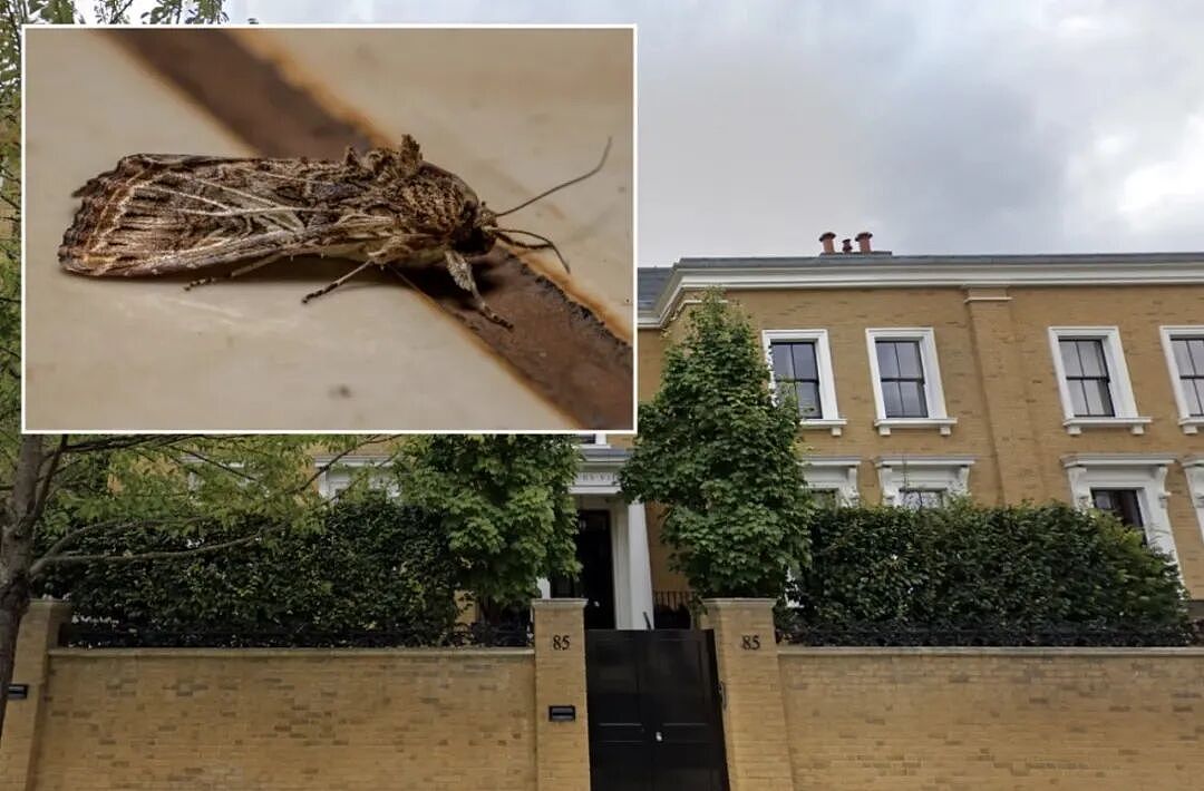 花3250万买豪宅竟成飞蛾地狱:英国法院判卖家欺诈并退还巨款(组图) - 6
