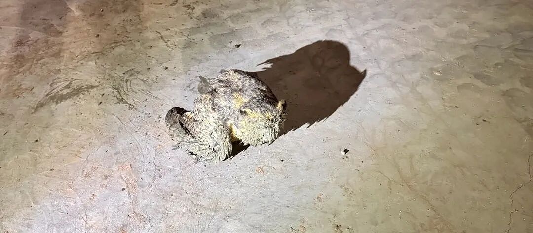 猫头鹰误入搅拌机，毛都磨坏！人类：手术“植发“吧，不然它得饿死（组图） - 5