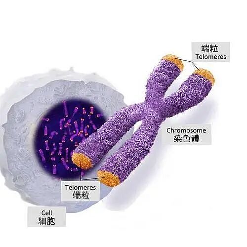 为什么有人看起来比同龄人年轻10岁以上？诺奖得主揭开衰老的真相（组图） - 3