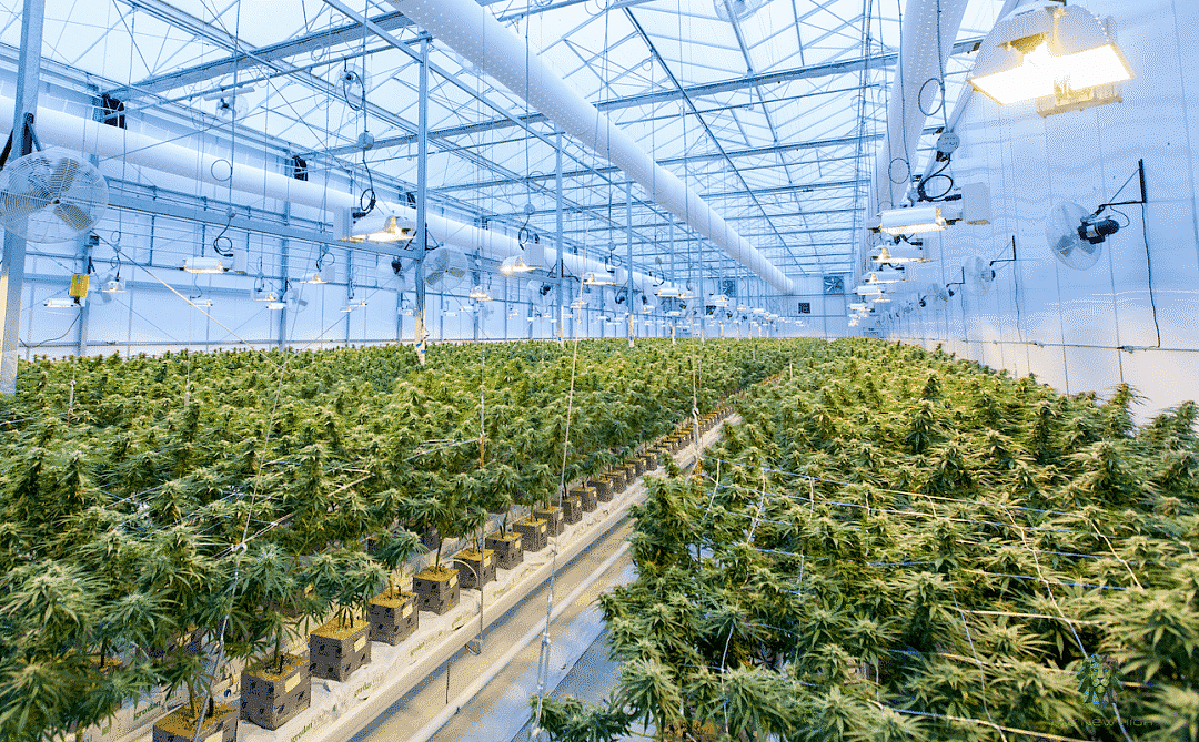 大麻贩子兴奋和整堆大麻合影，最后因合照入狱，警方：都不用费心找证据了（组图） - 1