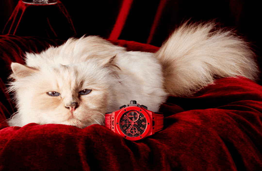 世界最富有猫被“吃绝户”?落魄千金只能打工赚猫粮? - 40