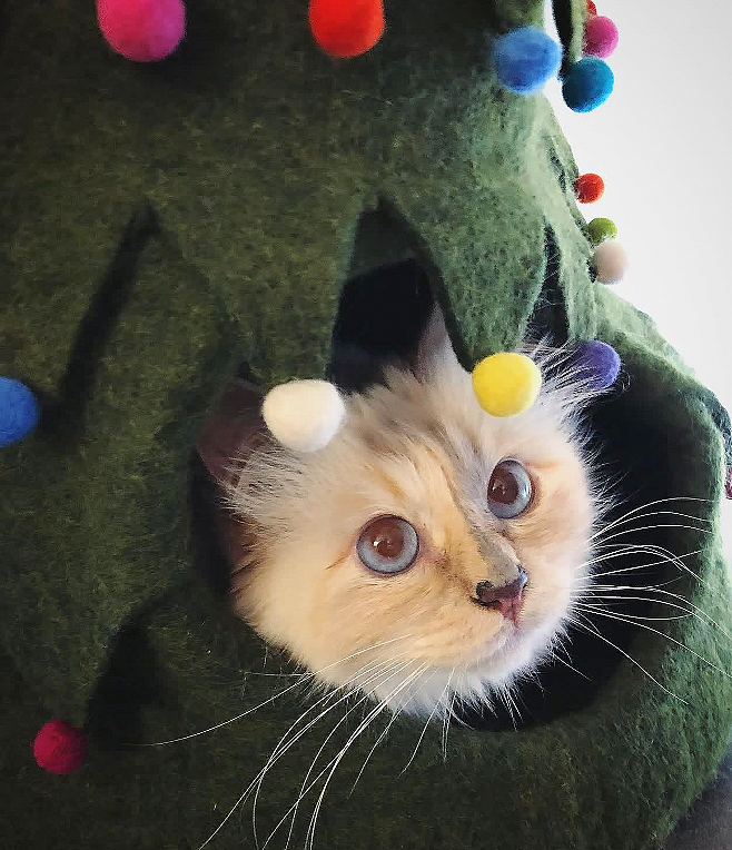 世界最富有猫被“吃绝户”?落魄千金只能打工赚猫粮? - 16