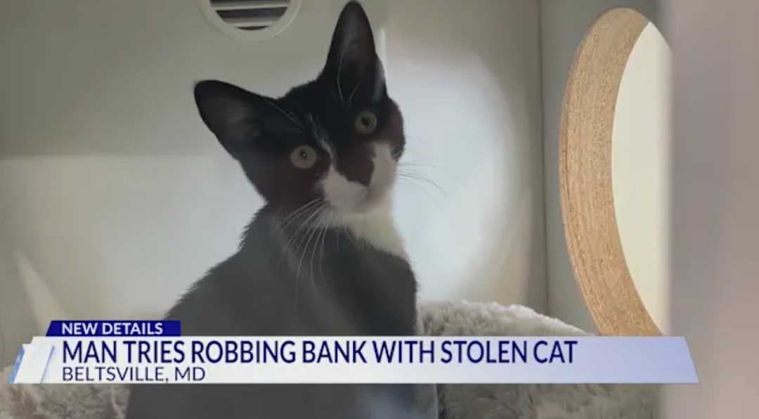 男子偷了只猫，然后抱着猫去抢银行？猫猫：被迫开启犯罪生涯 - 4